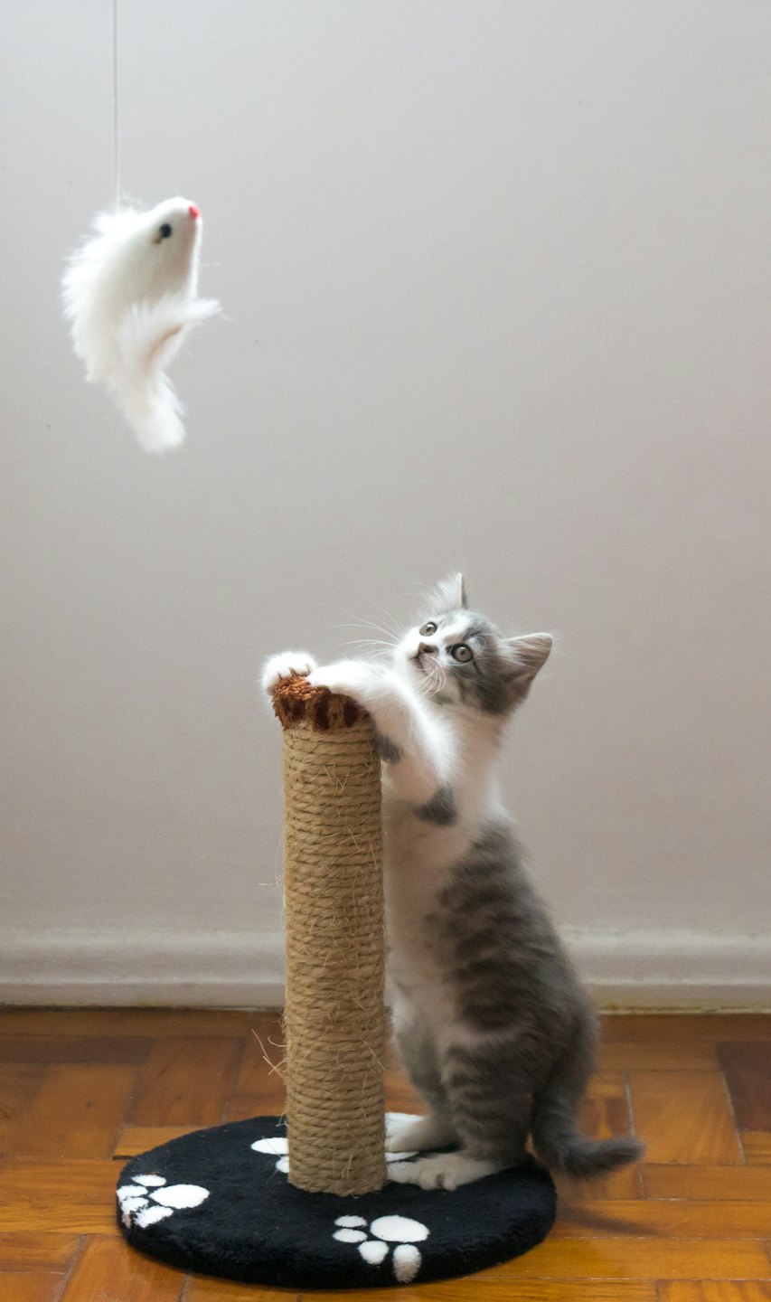 Котенце игриво удря с лапа играчка мишка с пера на драскалка.